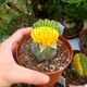 TRICHOCEREUS PACHANOI F. CRISTATA VARIEGATA, image 