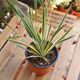 YUCCA BRIGHT EDGE, image 