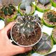 ACANTHOCALYCIUM THIONANTHUM V. MUNITUM, image 