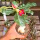 ADENIUM OBESUM RED, image 