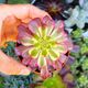 AEONIUM MARDI GRAS, image 