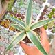 AGAVE GUIENGOLA CREME BRULEE, image 