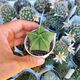 ASTROPHYTUM MYRIOSTIGMA NUDUM, image 