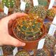 ASTROPHYTUM CAPRICORNE VAR. CRASSISPINUM, image 