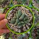 CONOPHYTUM BILOBUM, image 