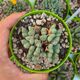 CONOPHYTUM BILOBUM SUBS. GRACILISTYLUM, image 