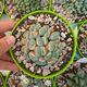 CONOPHYTUM IGNIFLORUM, image 