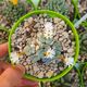 CONOPHYTUM WETTSTEINII, image 