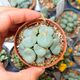 CONOPHYTUM WETTSTEINII, image 