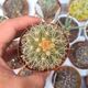 COPIAPOA DESERTORUM, image 