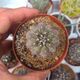 COPIAPOA MONTANA, image 