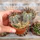 COPIAPOA CALDERANA JN282, image 