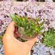 CRASSULA OVATA GOLLUM, image 
