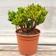 CRASSULA OVATA GOLLUM, image 