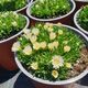 DELOSPERMA CONGESTUM WHITE NUGGET, image 