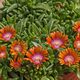 DELOSPERMA SUNDELLA ORANGE, image 