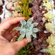 ECHEVERIA AGAVOIDES SERENGETI, image 