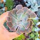 ECHEVERIA NEON BREAKERS, image 