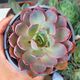 ECHEVERIA HERA, image 