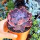 ECHEVERIA SHAVIANA PINK FRILLS, image 