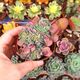 ECHEVERIA BRIAR ROSE CRESTATA, image 