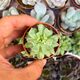 ECHEVERIA IRISH MINT, image 