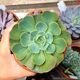 ECHEVERIA LOVE'S LIGHT, image 