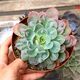 ECHEVERIA RAINDROPS, image 