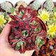 ECHEVERIA PULVINATA DEVOTION, image 