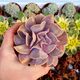 ECHEVERIA SERENA, image 