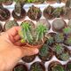 EUPHORBIA PENTAGONA, image 
