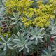 EUPHORBIA BLUE HAZE, image 