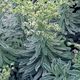 EUPHORBIA CHARACIAS GLACIER BLUE, image 