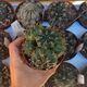 GYMNOCALYCIUM EURYPLEURUM, image 