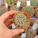 GYMNOCALYCIUM CAROLINENSE, image 