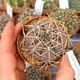 GYMNOCALYCIUM MONVILLEI V. COLORATUM, image 