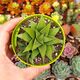 HAWORTHIA HYBRID LATEGANIAE X FLORIBUNDA, image 