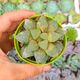 HAWORTHIA PYGMAEA ROCHEUWEL, image 