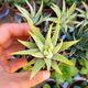 HAWORTHIA FASCIATA ALBA VARIEGATA, image 