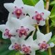 HOYA BELLA VARIEGATA, image 