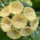 HOYA CAMPANULATA YELLOW, image 