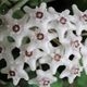 HOYA KANYAKUMARIANA, image 