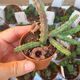 HUERNIA REPENS, image 