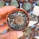 LITHOPS BROMFIELDII V. GLAUDINAE C382, image 