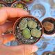 LITHOPS JULII SSP. FULLERI CV. FULLERGREEN, image 