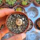 LITHOPS STEINECKEANA, image 