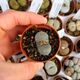 LITHOPS TERRICOLOR C132, image 