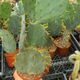 OPUNTIA DILLENII, image 