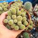 REBUTIA FABRISII, image 