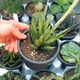 SANSEVIERIA FRANCISII, image 